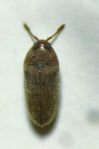 <i>Aulonothroscus brevicollis</i>