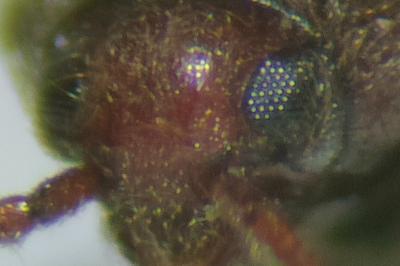 <i>Aulonothroscus brevicollis</i>