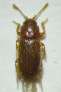 <i>Corticaria elongata</i>