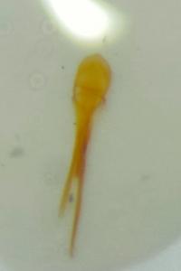 <i>Corticaria elongata</i>