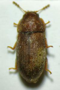 <i>Cis villosulus</i>