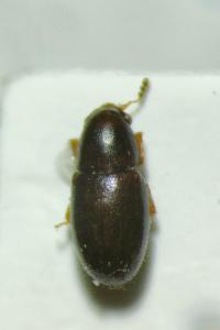 <i>Octotemnus glabriculus</i>