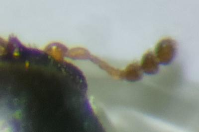<i>Sulcacis fronticornis</i>
