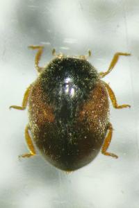 <i>Scymnus interruptus</i>