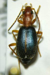 <i>Brachinus explodens</i>