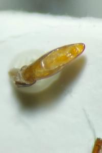 <i>Brachinus explodens</i>