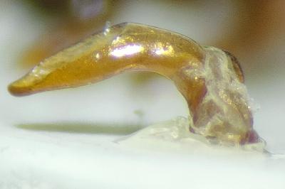 <i>Brachinus explodens</i>