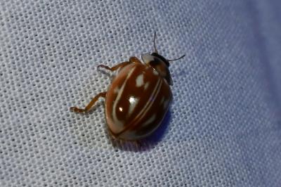 <i>Myzia oblongoguttata</i>