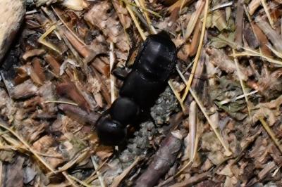 <i>Ocypus olens</i>