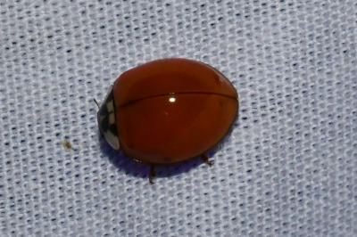 <i>Harmonia axyridis</i>