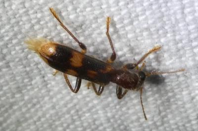 <i>Opilo mollis</i>