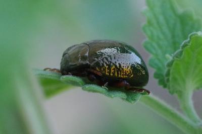 <i>Chrysolina bankii</i>