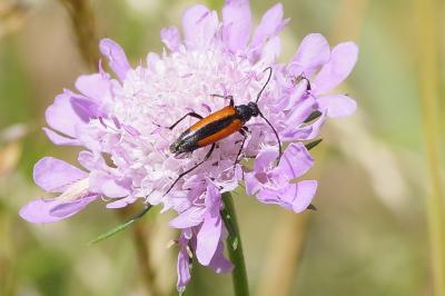 <i>Stenurella melanura</i>