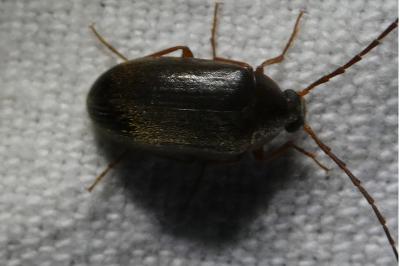 <i>Hymenalia rufipes</i>