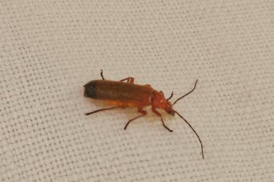 <i>Rhagonycha fulva</i>