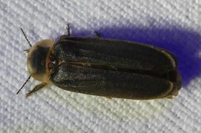 <i>Lampyris</i>