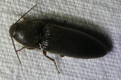 <i>Brachygonus</i>