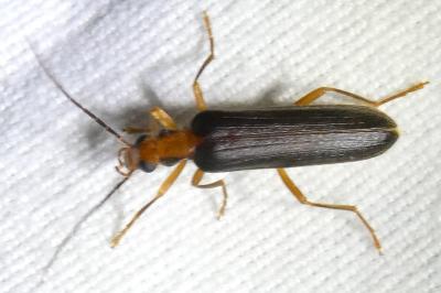 <i>Nacerdes carniolica</i>