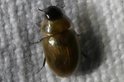 <i>Enochrus</i>