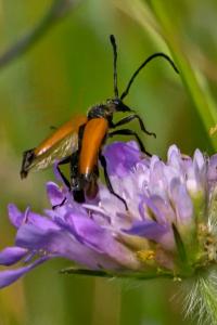 <i>Stictoleptura fulva</i>