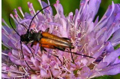 <i>Stenurella melanura</i>