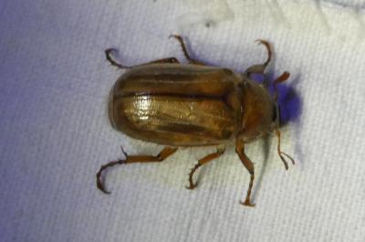 <i>Amphimallon solstitiale</i>