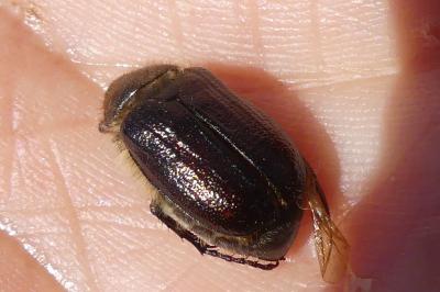 <i>Amphimallon atrum</i>
