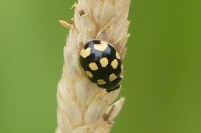 <i>Propylea quatuordecimpunctata</i>