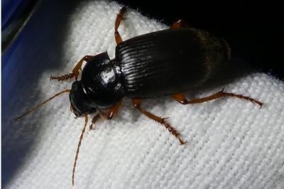 <i>Pseudoophonus rufipes</i>
