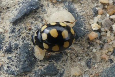 <i>Coccinula quatuordecimpustulata</i>