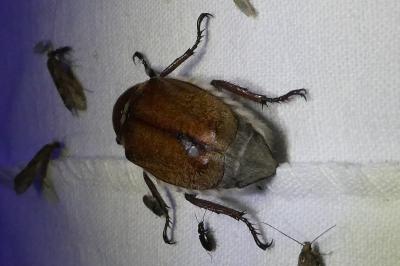 <i>Anoxia villosa</i>