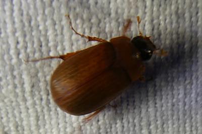 <i>Serica brunnea</i>