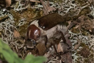 <i>Anoxia villosa</i>