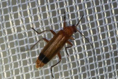<i>Rhagonycha fulva</i>