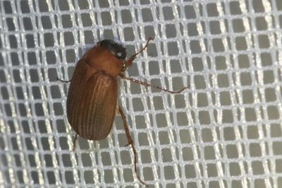 <i>Serica brunnea</i>