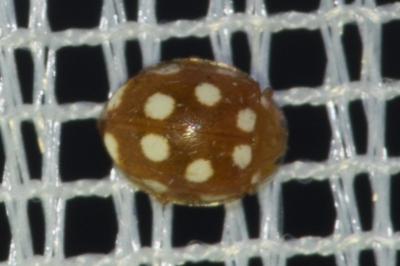 <i>Vibidia duodecimguttata</i>