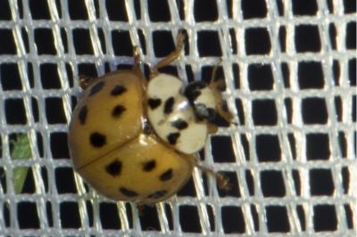 <i>Harmonia axyridis</i>
