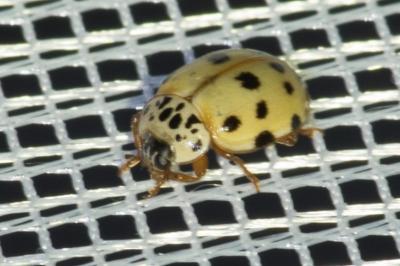 <i>Adalia decempunctata</i>