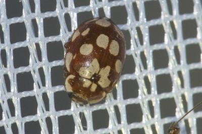 <i>Myrrha octodecimguttata</i>