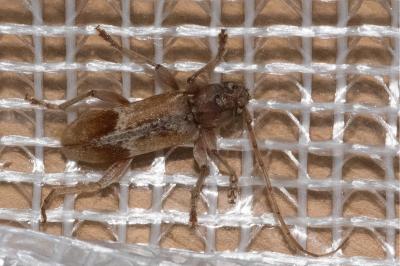 <i>Trichoferus pallidus</i>