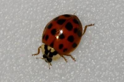 <i>Harmonia axyridis</i>