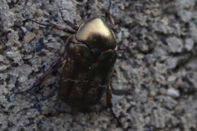 <i>Potosia cuprea</i>