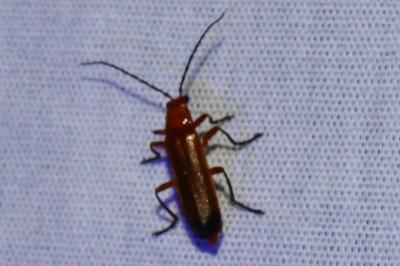 <i>Rhagonycha fulva</i>