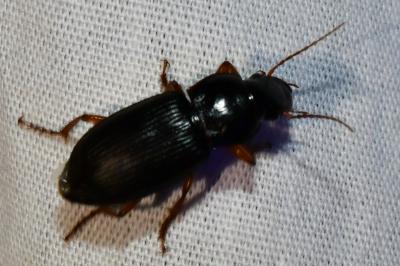 <i>Harpalus</i>
