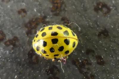 <i>Psyllobora vigintiduopunctata</i>