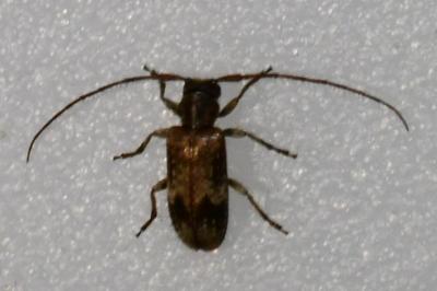 <i>Exocentrus</i>