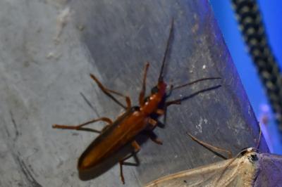 <i>Nacerdes carniolica</i>