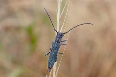 <i>Opsilia coerulescens</i>