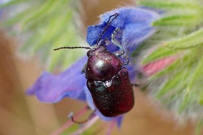<i>Cryptocephalus</i>