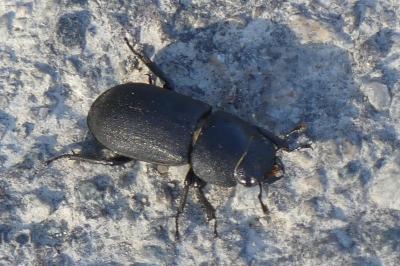 <i>Dorcus parallelipipedus</i>